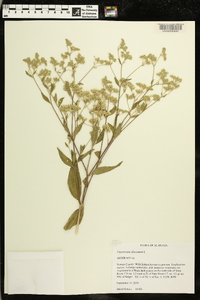 Eupatorium altissimum image