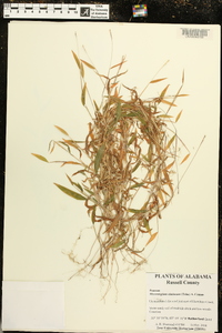 Microstegium vimineum image