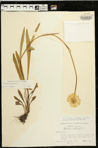 Helenium vernale image