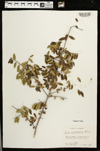 Ilex vomitoria image