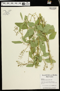 Desmodium tortuosum image