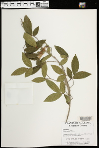 Ulmus alata image