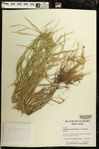 Urochloa platyphylla image