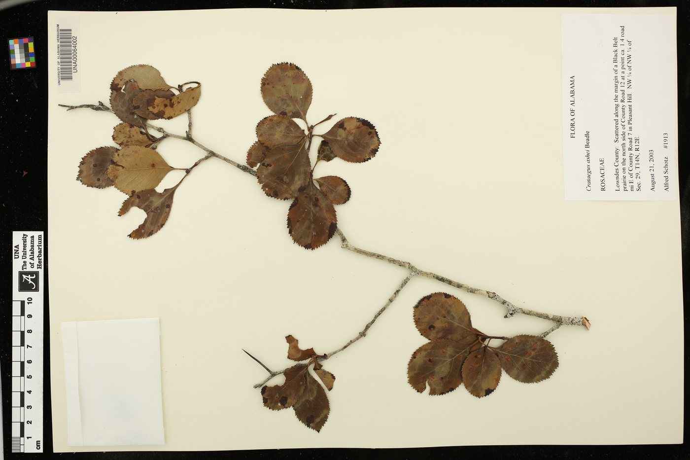 Crataegus ashei image