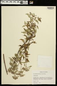 Pycnanthemum albescens image