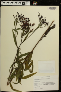 Vernonia gigantea subsp. gigantea image