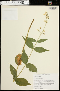 Silene ovata image