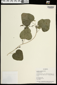 Nephroia carolina image