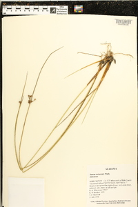 Juncus coriaceus image