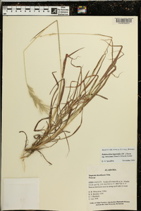 Bothriochloa laguroides subsp. torreyana image