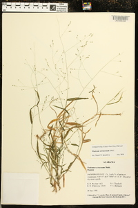 Kellochloa verrucosa image