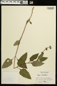 Salvia urticifolia image