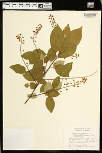 Prunus serotina var. alabamensis image