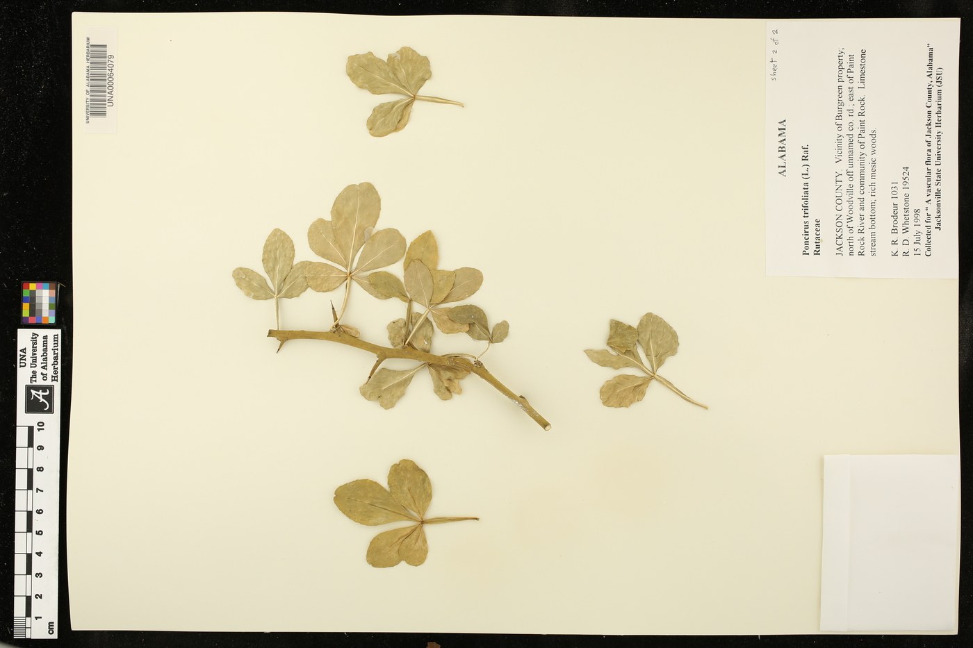 Poncirus trifoliata image