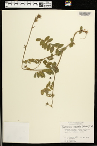 Tephrosia spicata image