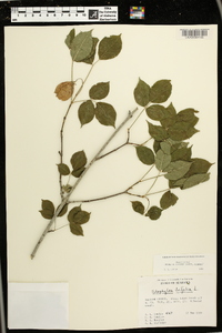 Staphylea trifolia image