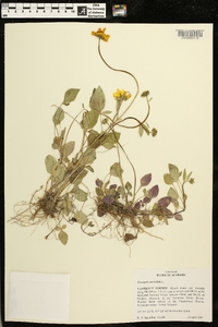 Coreopsis auriculata image