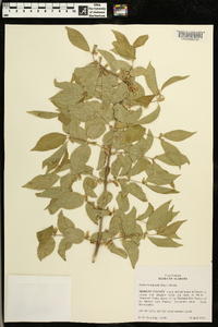 Lonicera maackii image