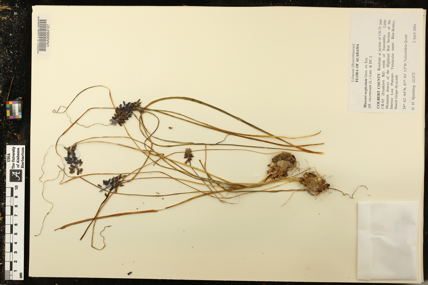 Muscari neglectum image