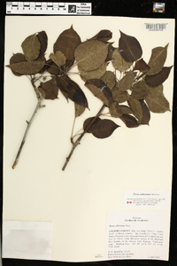 Pyrus calleryana image