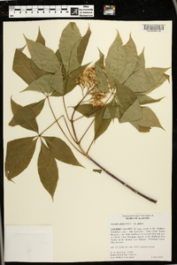 Aesculus glabra var. glabra image