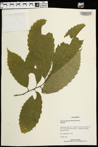 Castanea dentata image