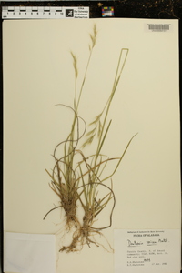 Danthonia sericea image