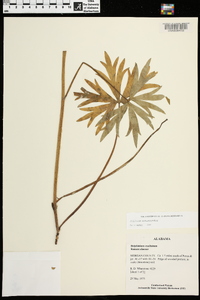 Delphinium alabamicum image