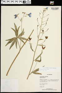 Delphinium alabamicum image