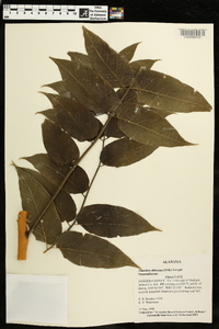 Ailanthus altissima image