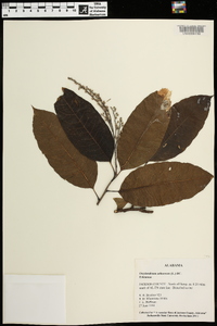 Oxydendrum arboreum image