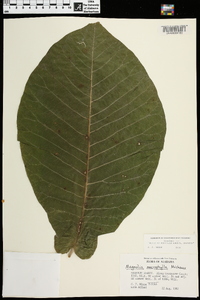 Magnolia macrophylla image