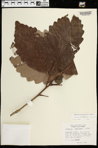 Quercus montana image