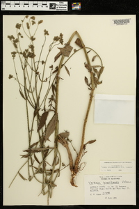 Verbena brasiliensis image