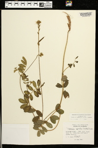 Tephrosia spicata image