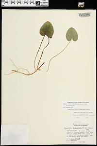 Hexastylis shuttleworthii image