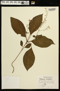 Collinsonia canadensis image