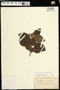 Crataegus triflora image
