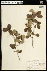 Crataegus uniflora image