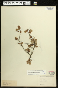 Crataegus uniflora image