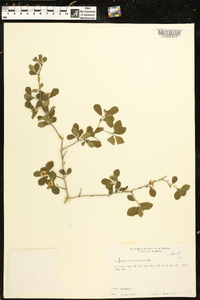 Crataegus uniflora image