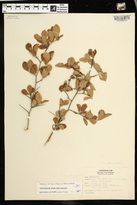 Crataegus uniflora image