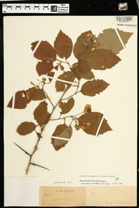 Crataegus triflora image