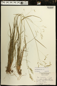 Poa autumnalis image