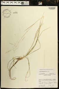 Poa autumnalis image