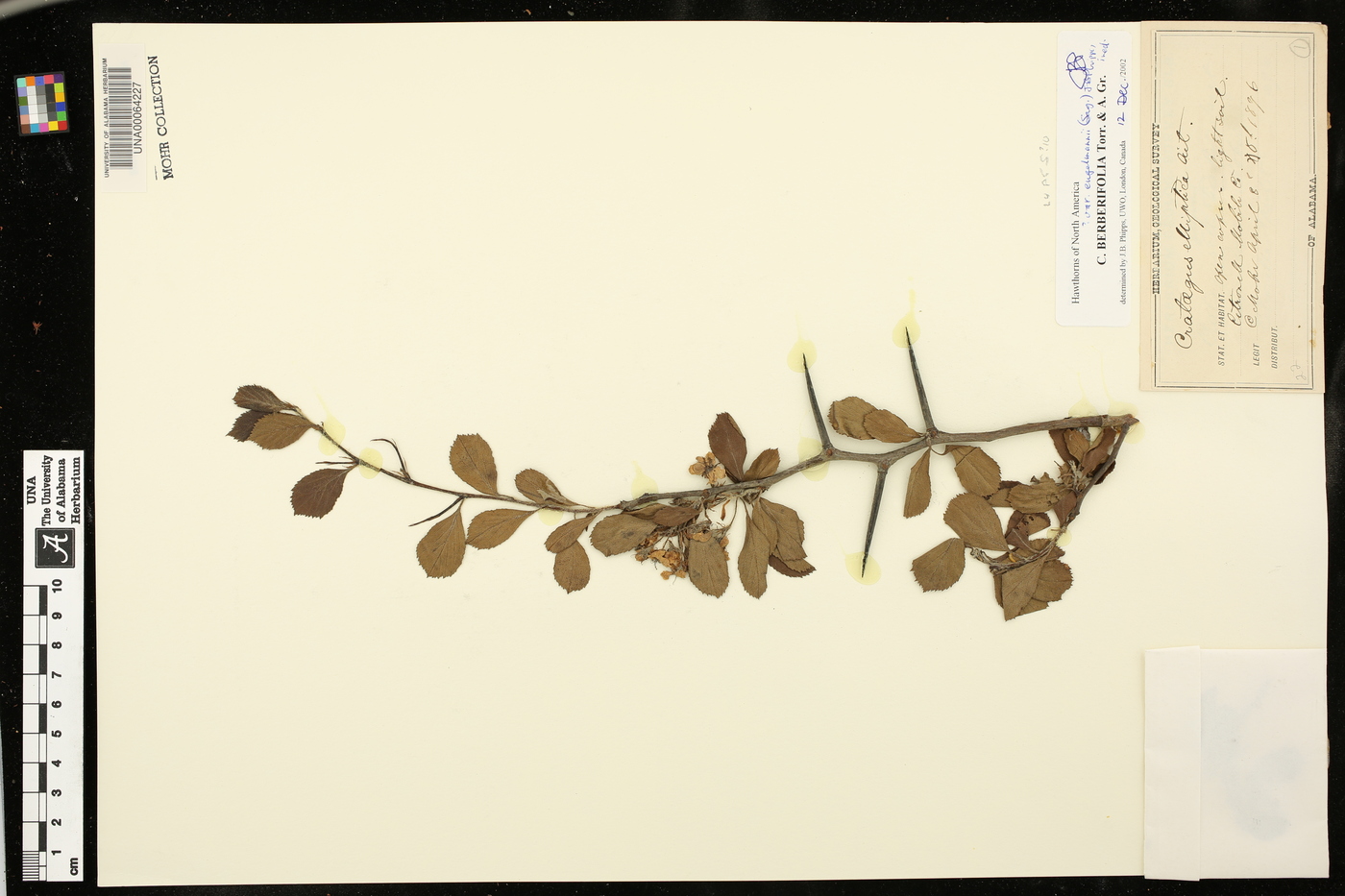 Crataegus berberifolia var. engelmannii image