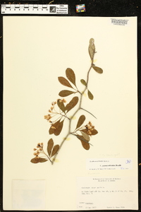 Crataegus pyracanthoides image