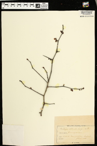 Crataegus aestivalis image