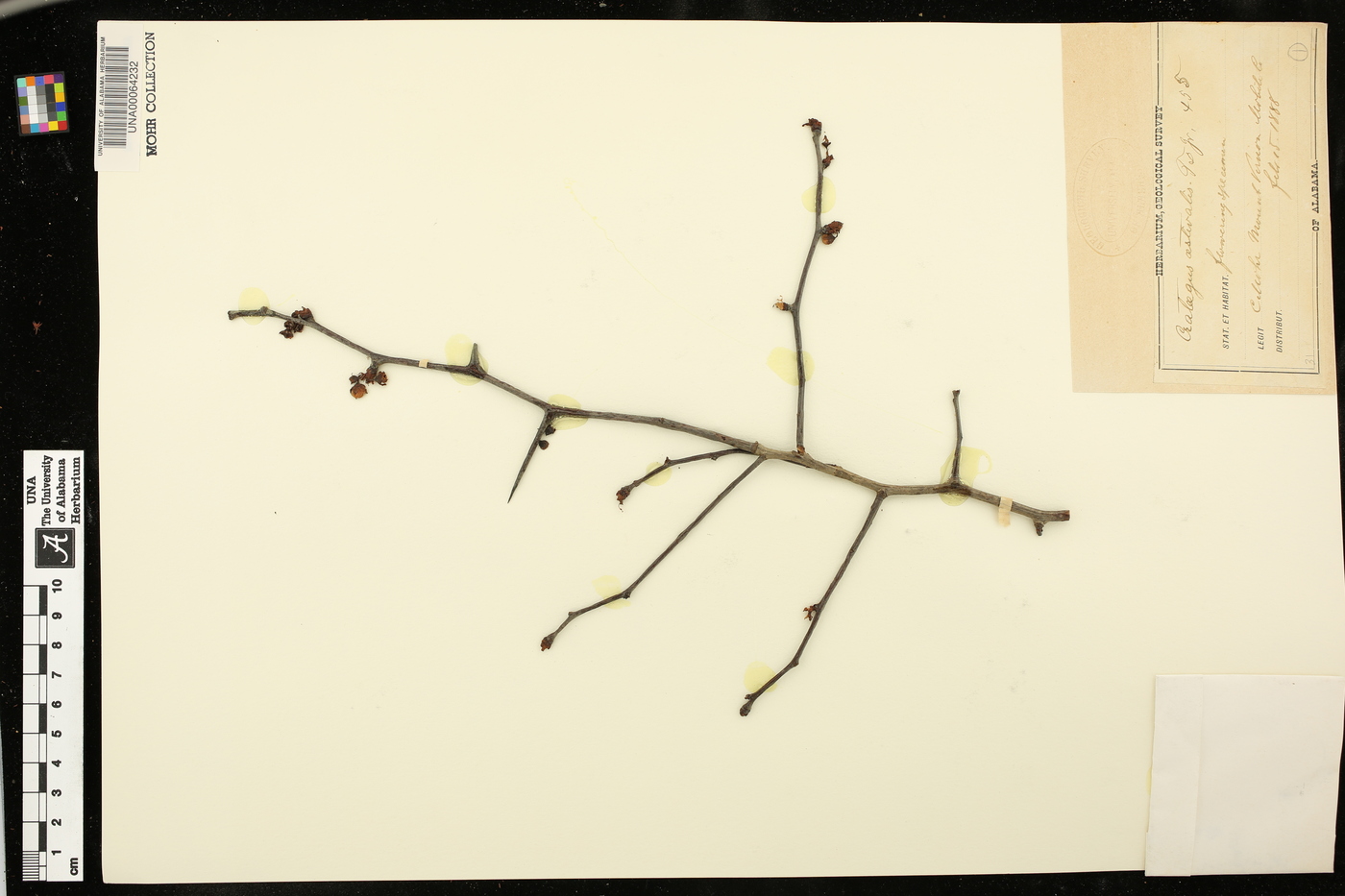 Crataegus aestivalis image