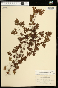 Crataegus marshallii image